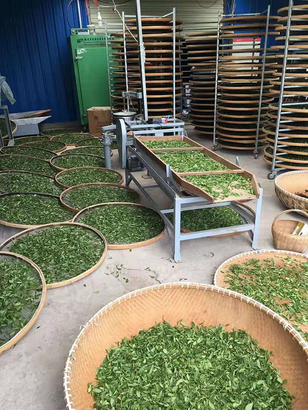茶叶加工厂